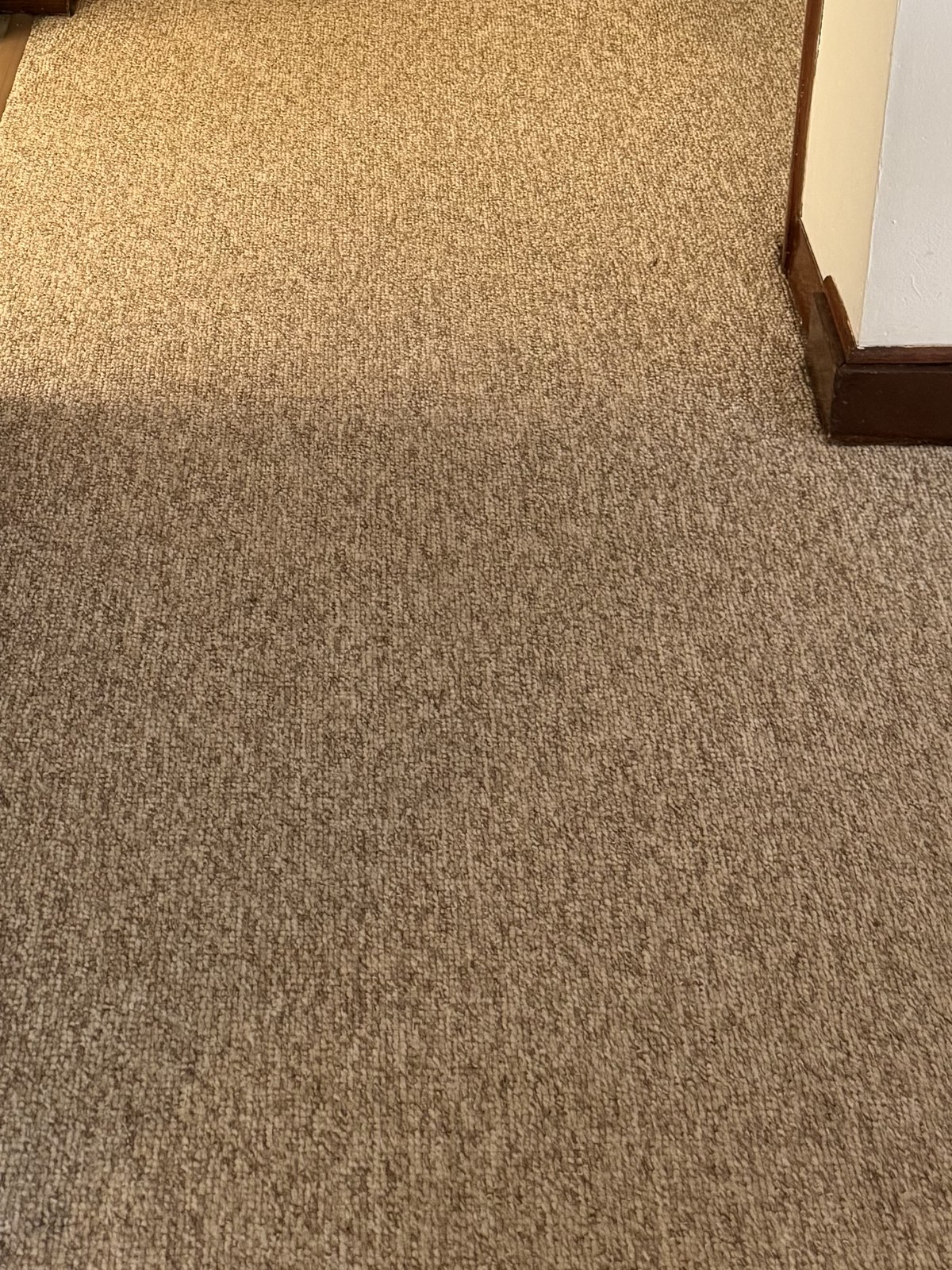 Carpet flooring options